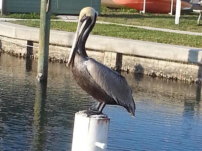 5301 Beachblanket Circle, Fort Pierce, FL 34949