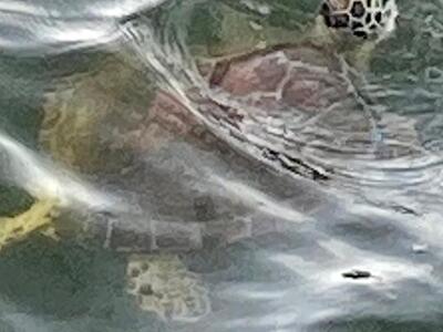 314 S Palmway, Lake Worth Beach, FL 33460