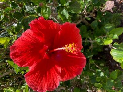 6 Royal Palm Way, Boca Raton, FL 33432