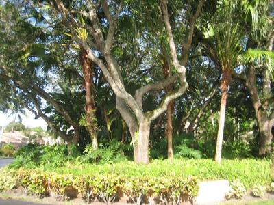 17256 Boca Club Boulevard, Boca Raton, FL 33487