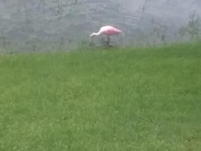 3018 Alcazar Place, Palm Beach Gardens, FL 33410