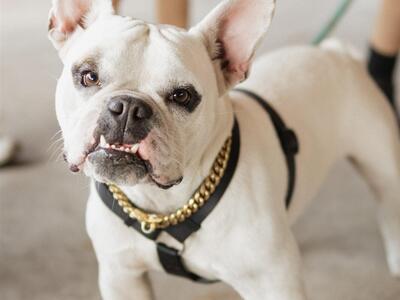 24770 SW 95th Street, Indiantown, FL 34956