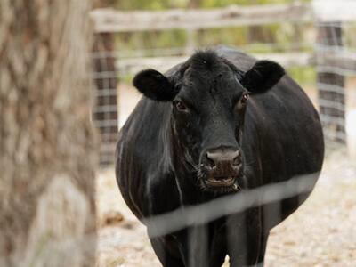 24770 SW 95th Street, Indiantown, FL 34956