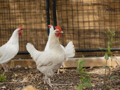 24770 SW 95th Street, Indiantown, FL 34956