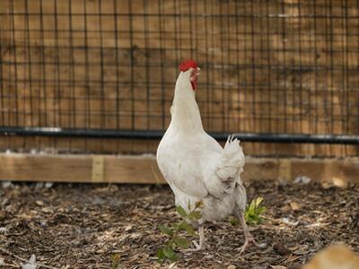 24770 SW 95th Street, Indiantown, FL 34956