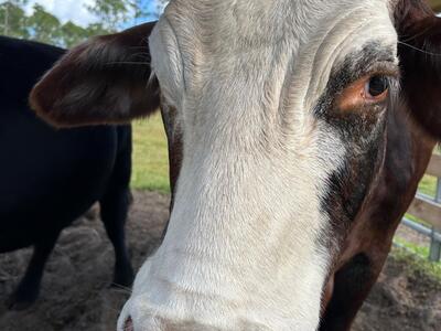 24770 SW 95th Street, Indiantown, FL 34956