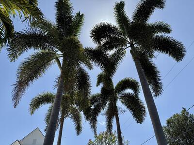 206 Russlyn Drive, West Palm Beach, FL 33405