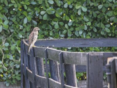 14484 Belmont Trace, Wellington, FL 33414