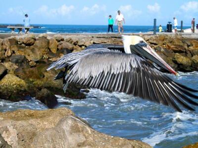 5159 N Hwy A1a, Hutchinson Island, FL 34949