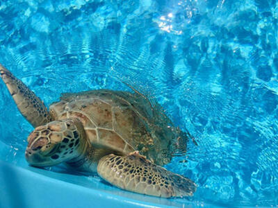 1909 19th Court, Jupiter, FL 33477