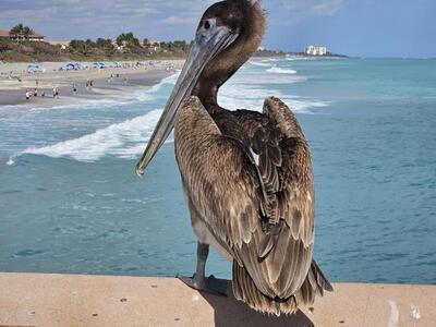 1701 Mizzenmast Way, Jupiter, FL 33477