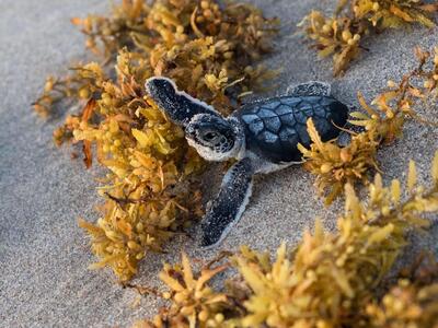 501 Mainsail Circle, Jupiter, FL 33477