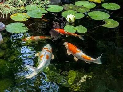 377 Squire Drive, Wellington, FL 33414