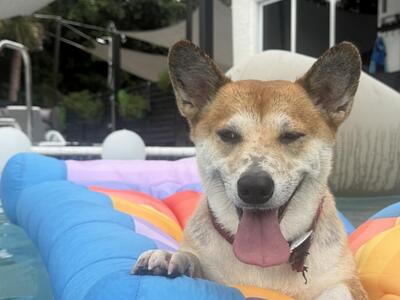 377 Squire Drive, Wellington, FL 33414