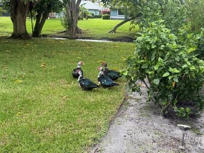 13718 Callington Drive, Wellington, FL 33414