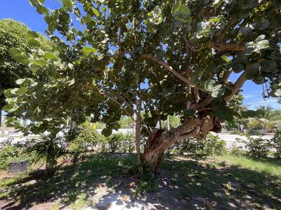 700 Tallapoosa Street, West Palm Beach, FL 33405