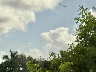 3558 Collonade Drive, Wellington, FL 33449