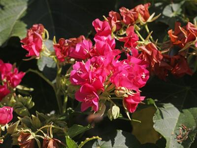 14775 Equestrian Way, Wellington, FL 33414