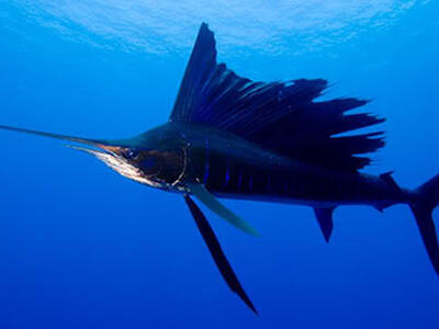 5220 Las Verdes Circle, Delray Beach, FL 33484