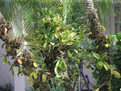 14239 Calypso Lane, Wellington, FL 33414