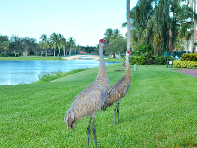 2243 Blue Springs Road, West Palm Beach, FL 33411