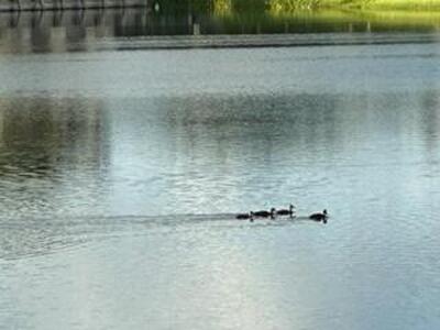 3089 Inglewood Terrace, Boca Raton, FL 33431