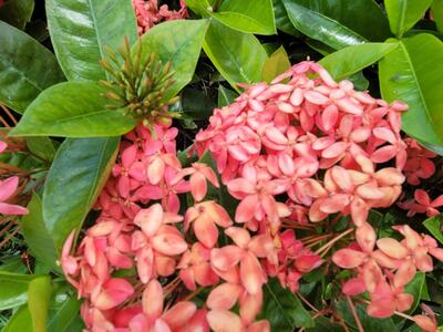 1650 N 42nd Circle, Vero Beach, FL 32967